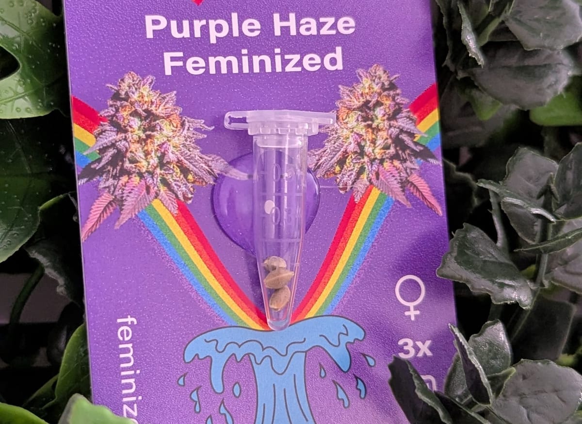 🌱 Purple Haze – Grow-Tagebuch (Tag 1–5)